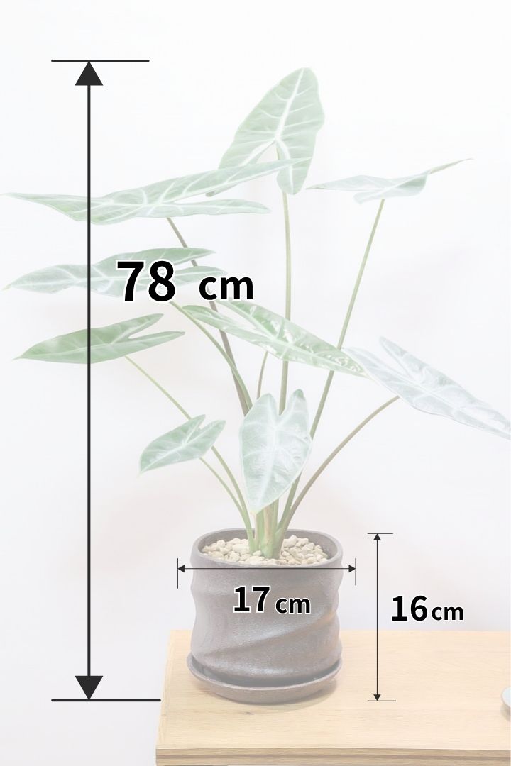【アロカシア ロンギロバ】このボリュームは必見！大き目の葉っぱ！少しスモーキーな葉色なのでとてもカッコいいですよ！