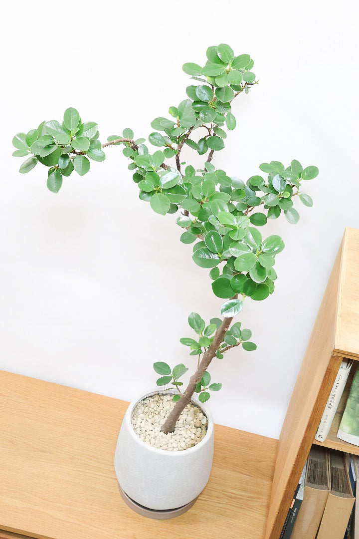 【パンダガジュマル】ナチュラルにカーブした素晴らしい樹形！この樹形は一期一会です！ガジュマルの中でも更に極小のかわいい葉♪