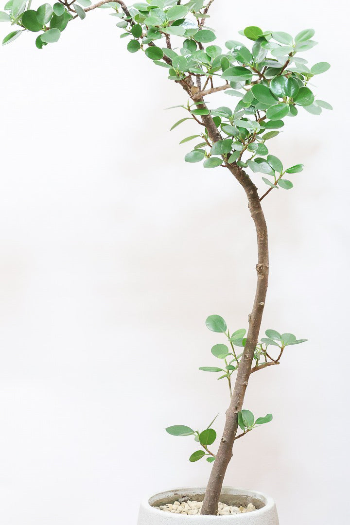 【パンダガジュマル】ナチュラルにカーブした素晴らしい樹形！この樹形は一期一会です！ガジュマルの中でも更に極小のかわいい葉♪