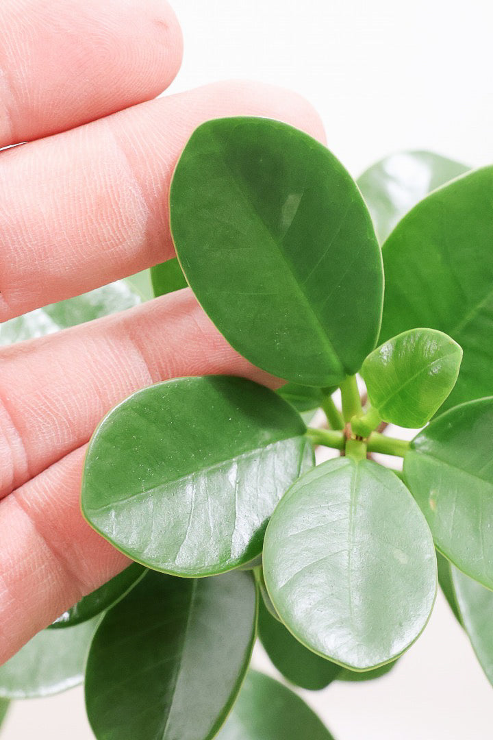 【パンダガジュマル】ナチュラルにカーブした素晴らしい樹形！この樹形は一期一会です！ガジュマルの中でも更に極小のかわいい葉♪