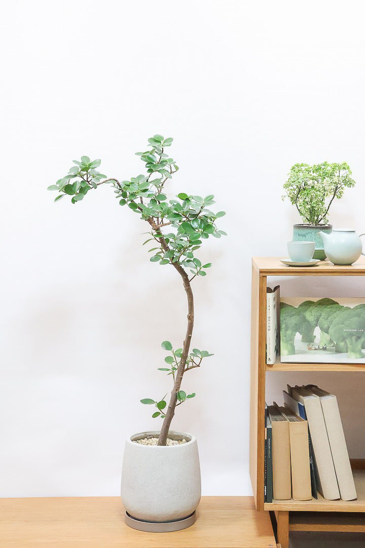 パンダガジュマルGIV60976| 観葉植物の通信販売 | APEGO(アペーゴ)