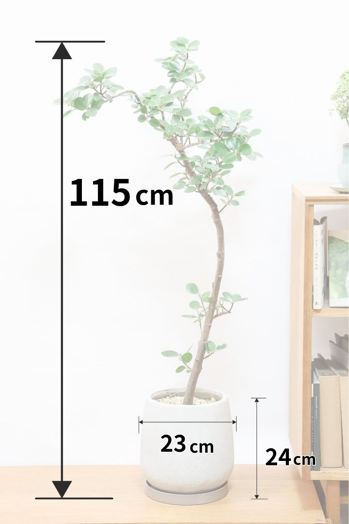 【パンダガジュマル】ナチュラルにカーブした素晴らしい樹形！この樹形は一期一会です！ガジュマルの中でも更に極小のかわいい葉♪