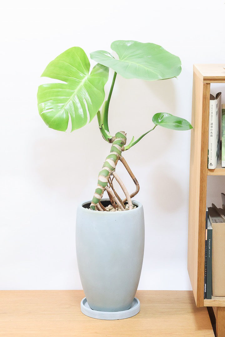 大型インテリア観葉植物 大型の観葉植物 | 通販専門店 HitoHana（ひとはな）