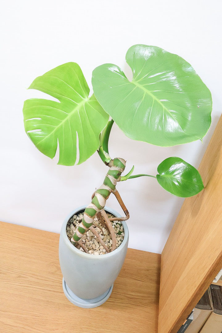 【モンステラ】この幹の存在感は最高！ここまで太くて枝分かれしているものは希少！かわいい葉と幹のアンバランスさがたまらん♪