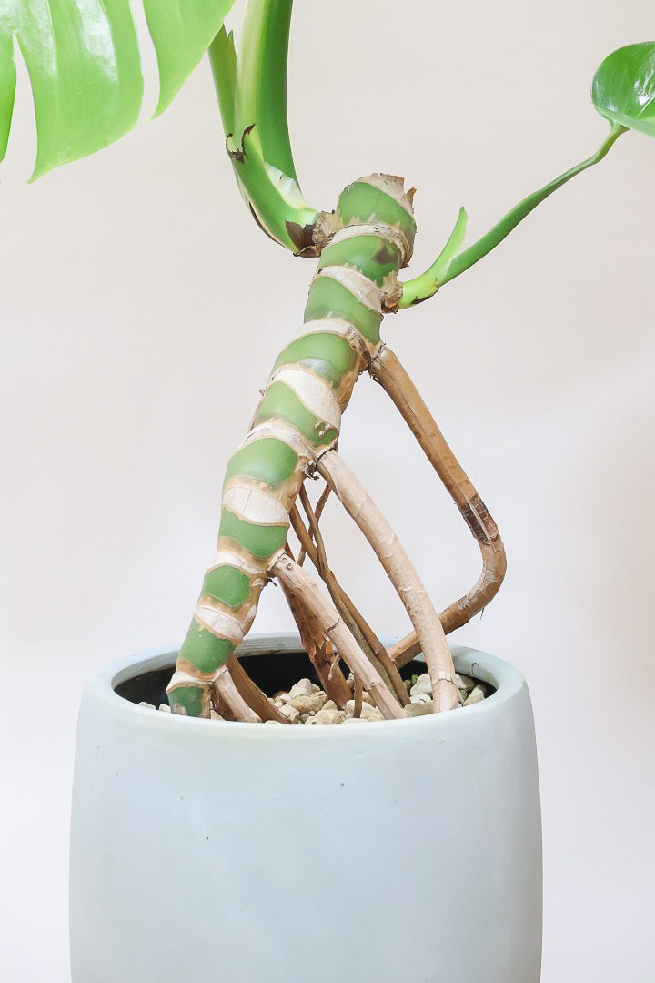 モンステラGL60722| 観葉植物の通信販売 | APEGO(アペーゴ)