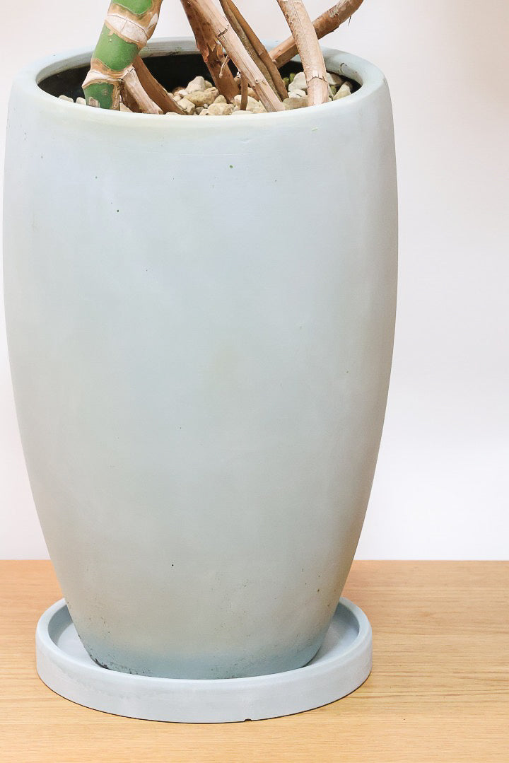 【モンステラ】この幹の存在感は最高！ここまで太くて枝分かれしているものは希少！かわいい葉と幹のアンバランスさがたまらん♪