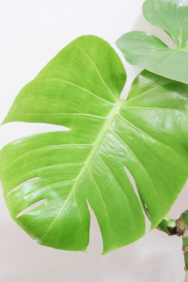 【モンステラ】この幹の存在感は最高！ここまで太くて枝分かれしているものは希少！かわいい葉と幹のアンバランスさがたまらん♪