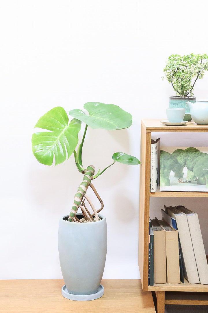 【モンステラ】この幹の存在感は最高！ここまで太くて枝分かれしているものは希少！かわいい葉と幹のアンバランスさがたまらん♪