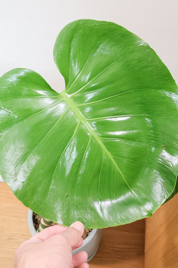 【モンステラ】この幹の存在感は最高！ここまで太くて枝分かれしているものは希少！かわいい葉と幹のアンバランスさがたまらん♪