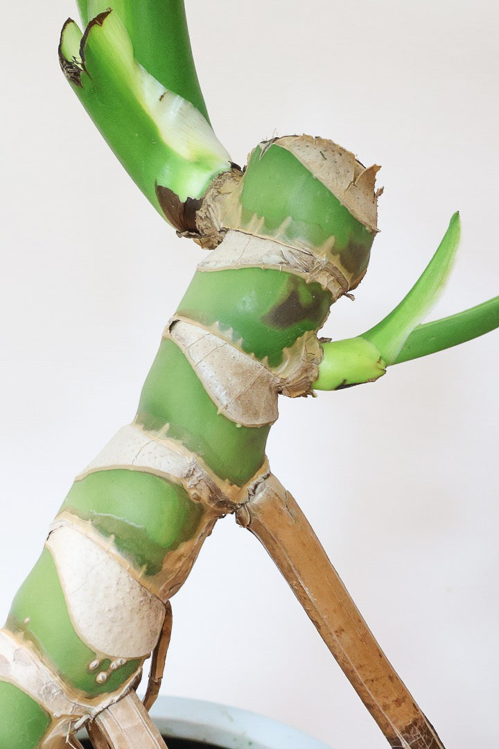 【モンステラ】この幹の存在感は最高！ここまで太くて枝分かれしているものは希少！かわいい葉と幹のアンバランスさがたまらん♪