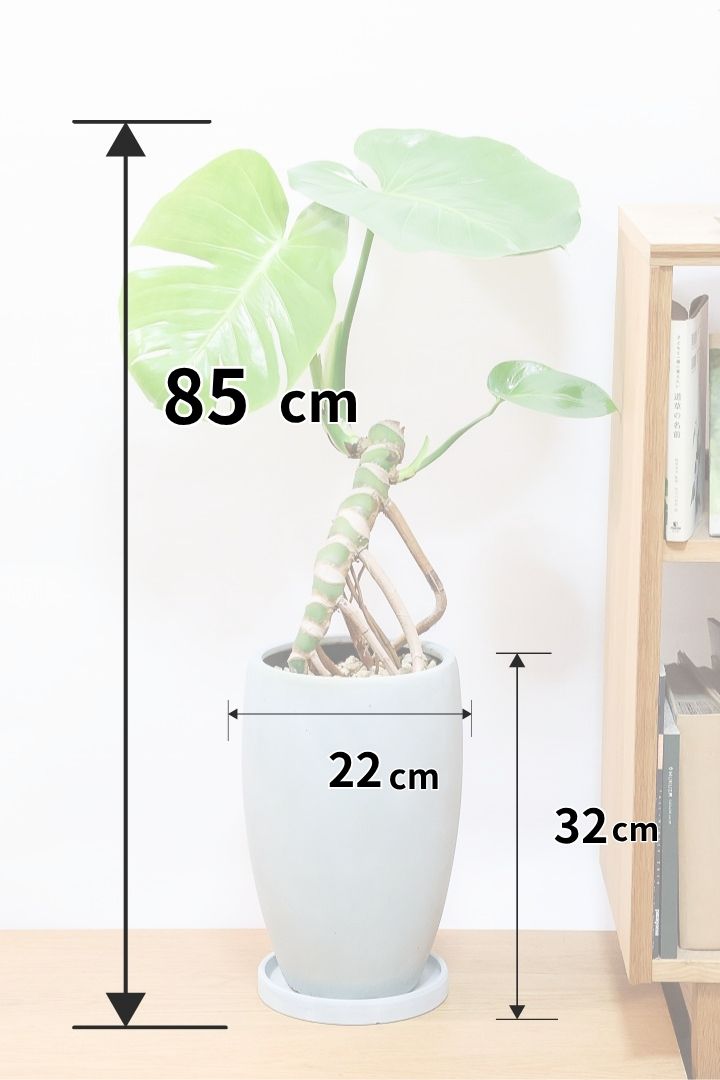 モンステラGL60722| 観葉植物の通信販売 | APEGO(アペーゴ)