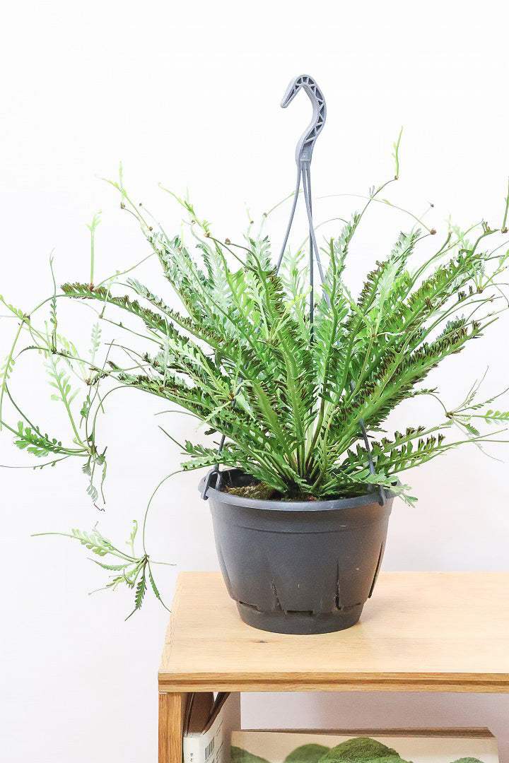 【アスプレニウム  ケンゾイ】APEGO初入荷品種。ユニークな形状の葉が素敵なんです！ぜひご覧ください！