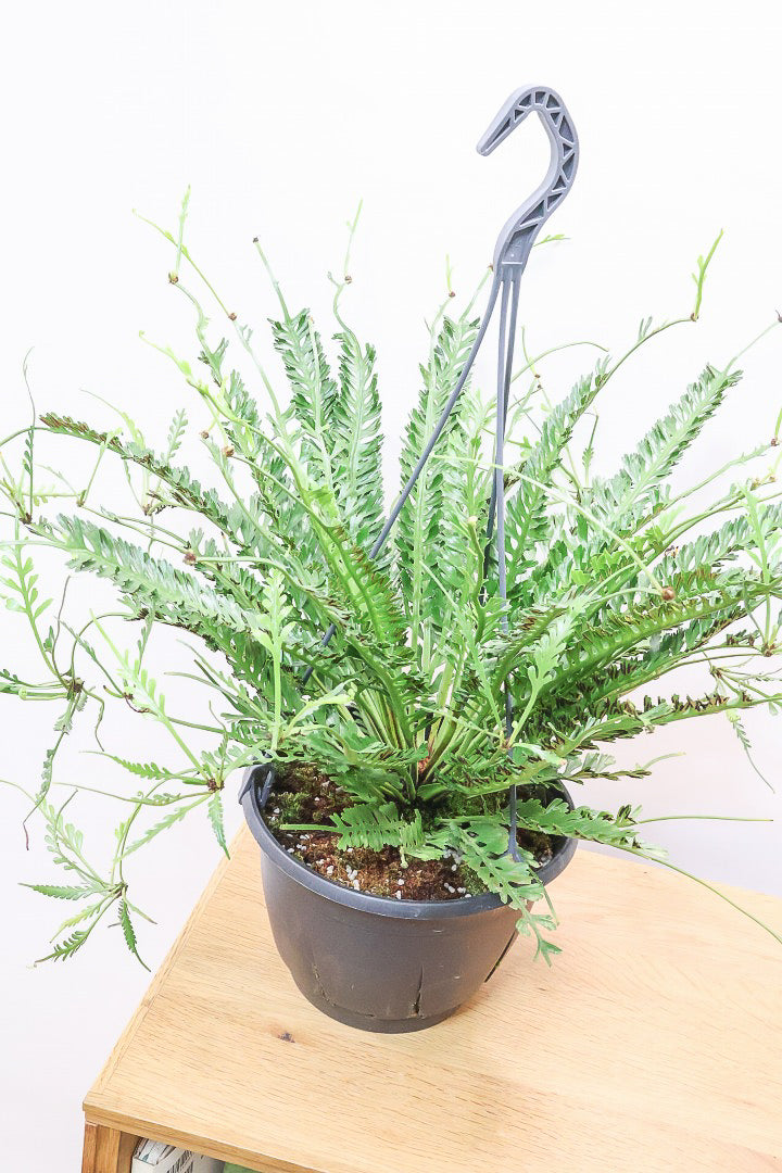 【アスプレニウム  ケンゾイ】APEGO初入荷品種。ユニークな形状の葉が素敵なんです！ぜひご覧ください！