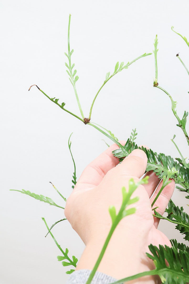 【アスプレニウム  ケンゾイ】APEGO初入荷品種。ユニークな形状の葉が素敵なんです！ぜひご覧ください！