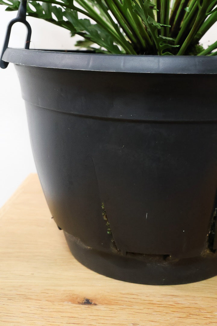 【アスプレニウム  ケンゾイ】APEGO初入荷品種。ユニークな形状の葉が素敵なんです！ぜひご覧ください！