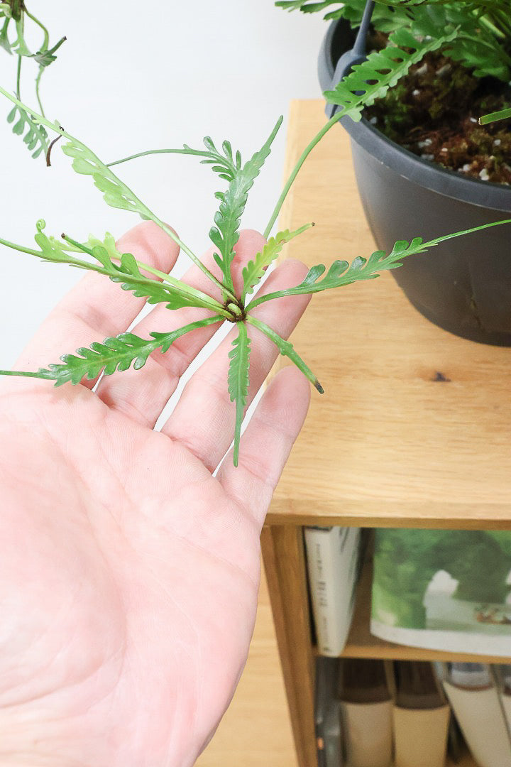 【アスプレニウム  ケンゾイ】APEGO初入荷品種。ユニークな形状の葉が素敵なんです！ぜひご覧ください！