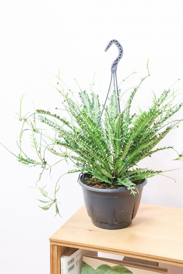 【アスプレニウム  ケンゾイ】APEGO初入荷品種。ユニークな形状の葉が素敵なんです！ぜひご覧ください！