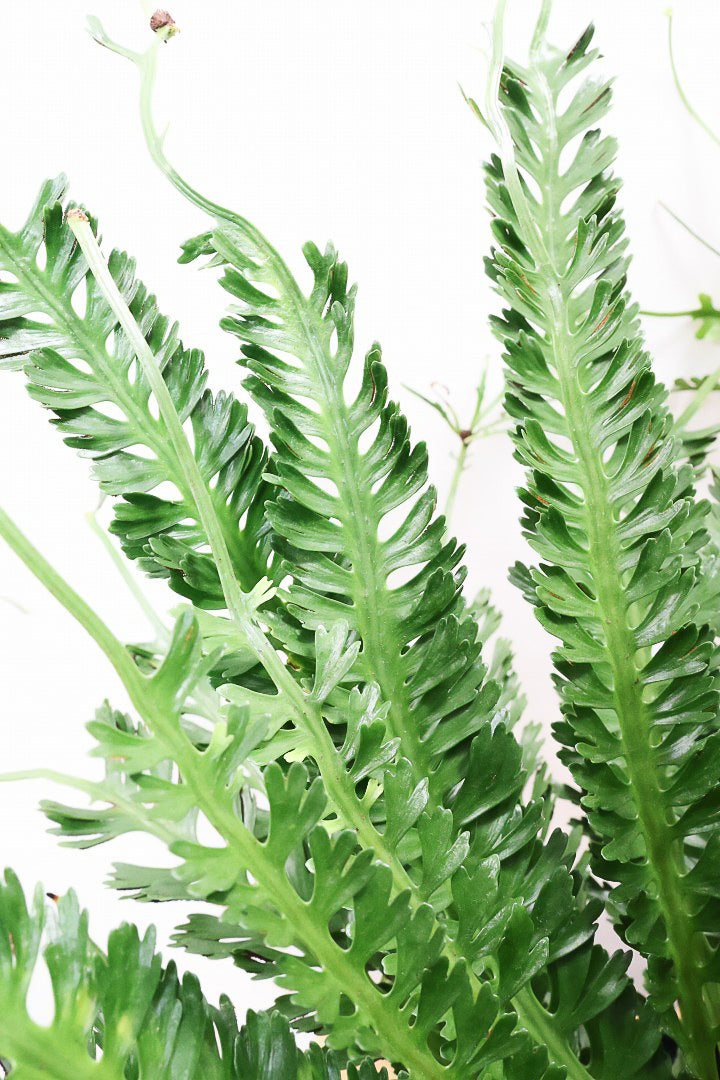 【アスプレニウム  ケンゾイ】APEGO初入荷品種。ユニークな形状の葉が素敵なんです！ぜひご覧ください！