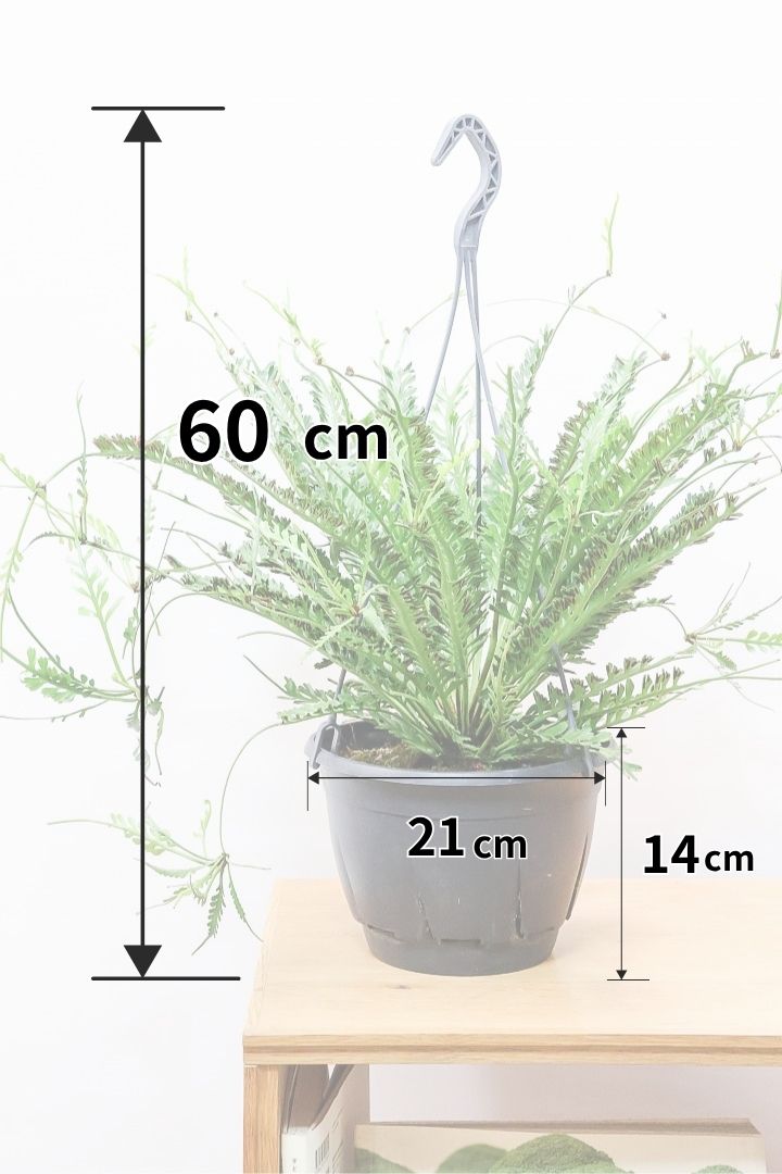 【アスプレニウム  ケンゾイ】APEGO初入荷品種。ユニークな形状の葉が素敵なんです！ぜひご覧ください！