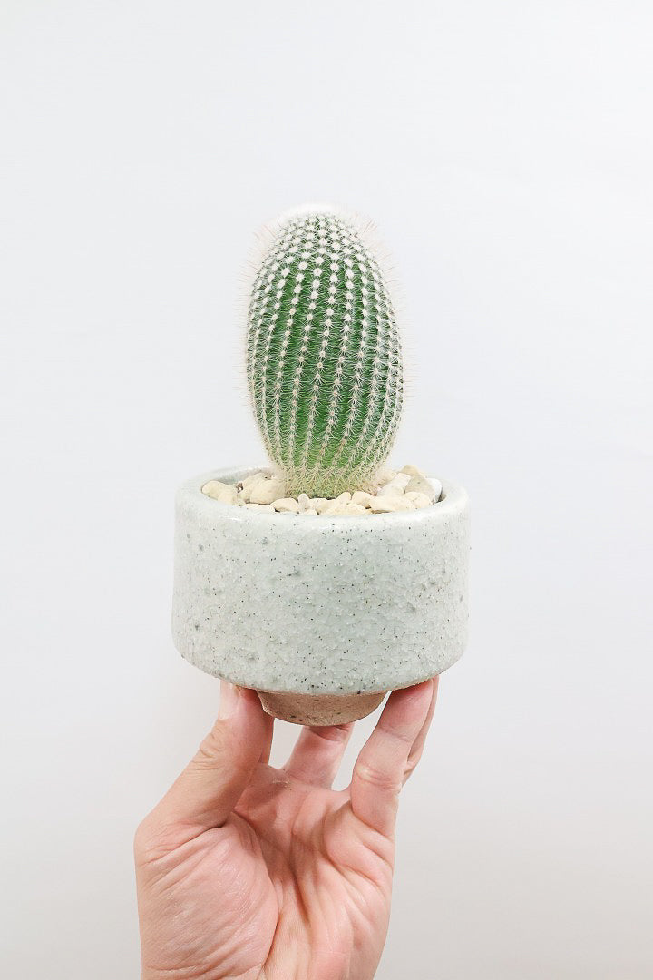 【ノトカクタス 小町】明るい色合い！かわいすぎるフォルム！インテリアにぴったりですよ