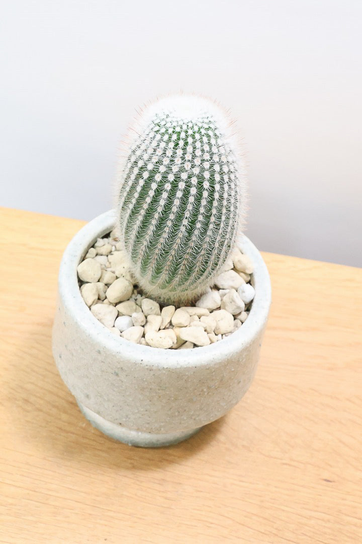 【ノトカクタス 小町】明るい色合い！かわいすぎるフォルム！インテリアにぴったりですよ