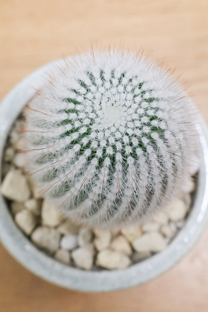 【ノトカクタス 小町】明るい色合い！かわいすぎるフォルム！インテリアにぴったりですよ