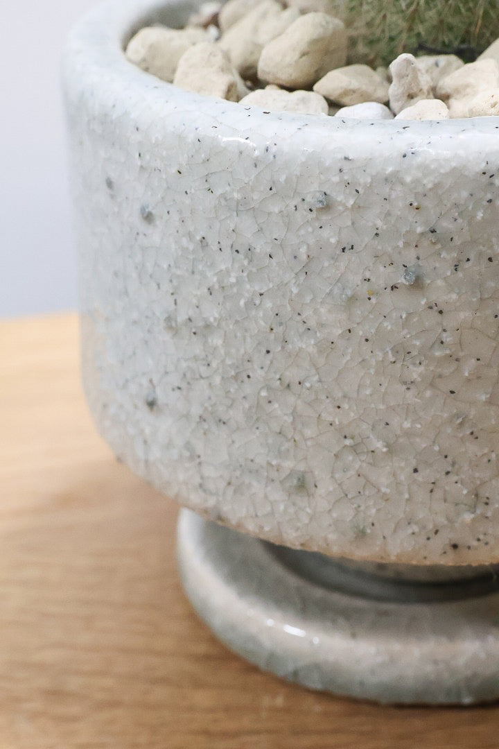 【ノトカクタス 小町】明るい色合い！かわいすぎるフォルム！インテリアにぴったりですよ