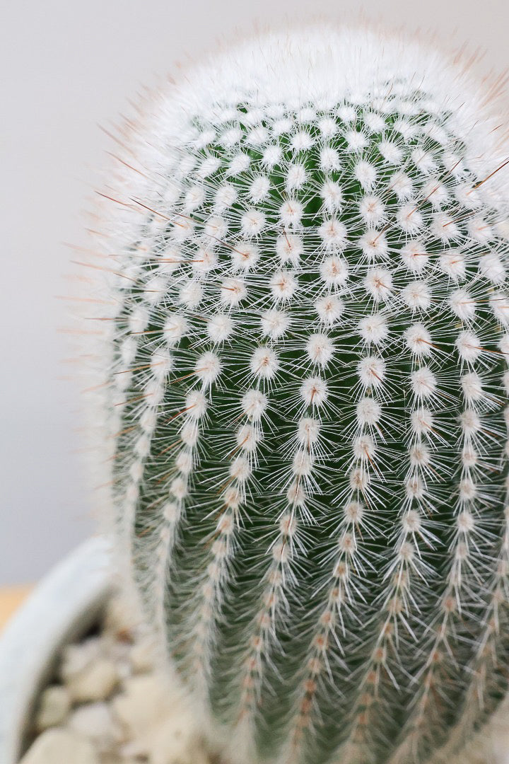 【ノトカクタス 小町】明るい色合い！かわいすぎるフォルム！インテリアにぴったりですよ