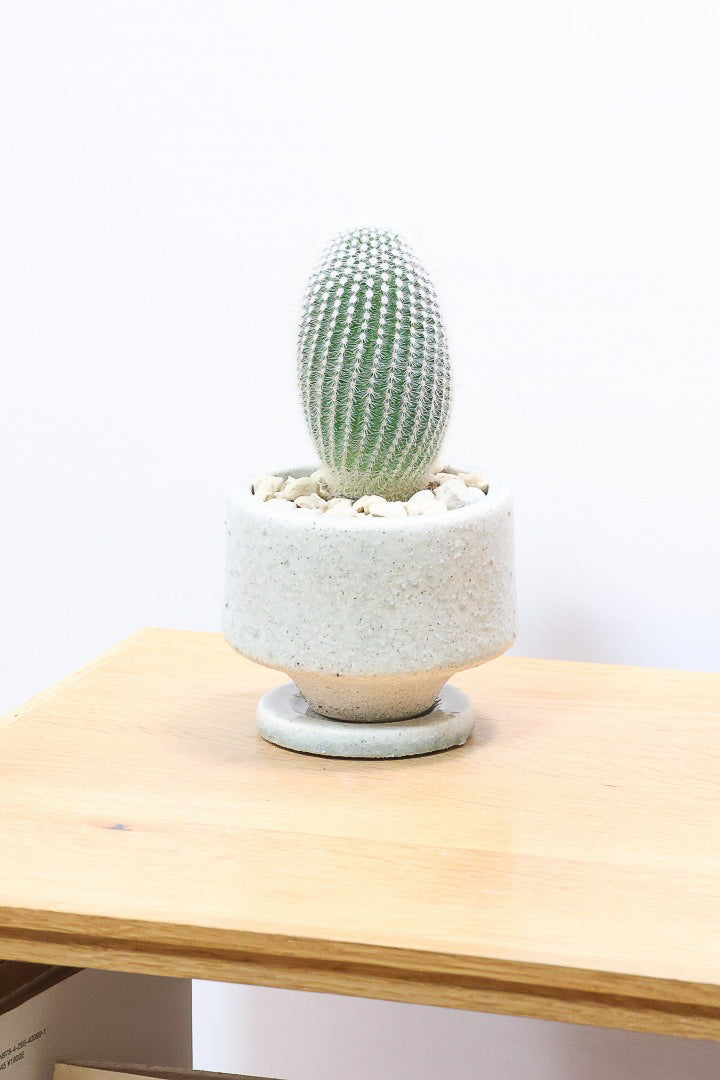 【ノトカクタス 小町】明るい色合い！かわいすぎるフォルム！インテリアにぴったりですよ