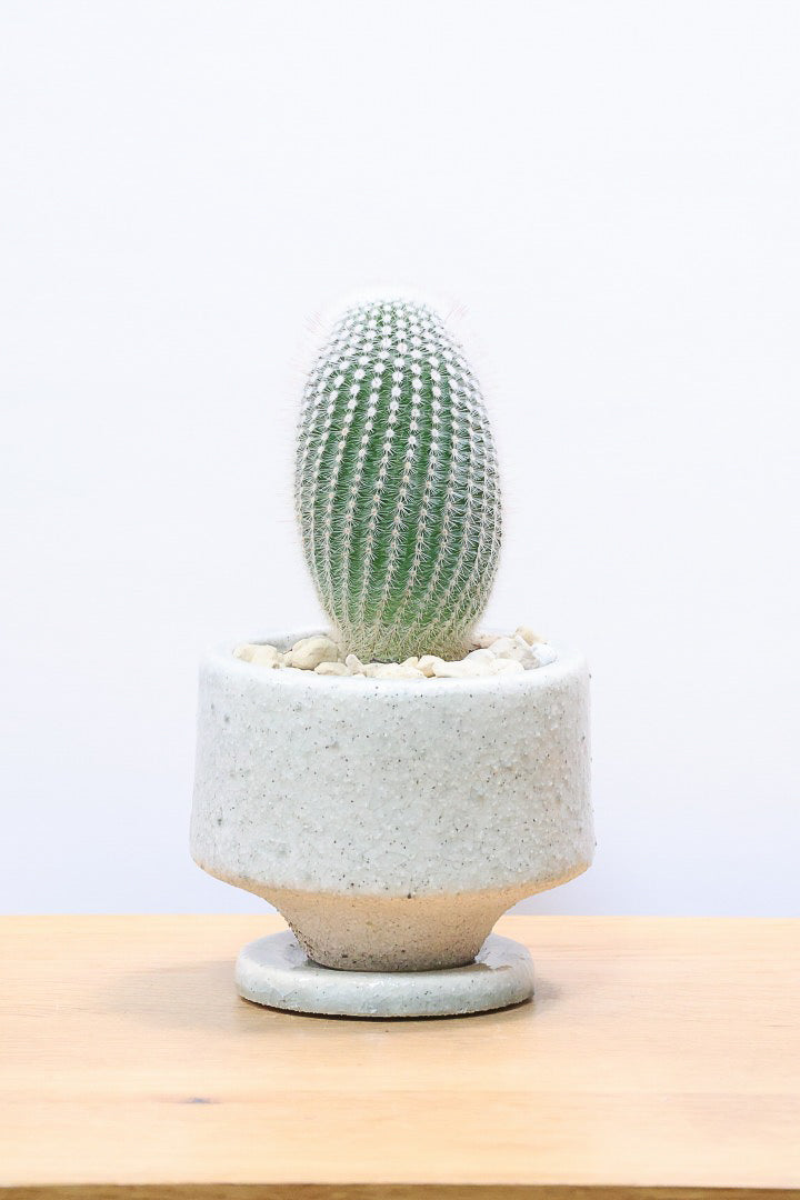 【ノトカクタス 小町】明るい色合い！かわいすぎるフォルム！インテリアにぴったりですよ