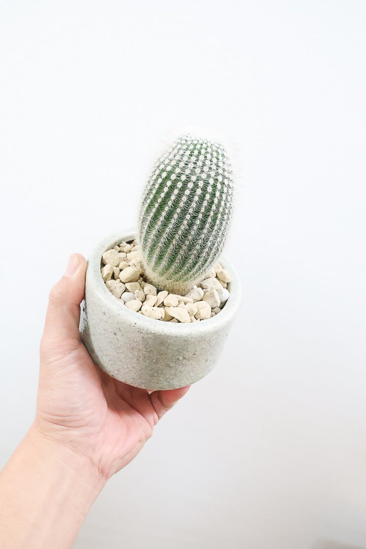 【ノトカクタス 小町】明るい色合い！かわいすぎるフォルム！インテリアにぴったりですよ