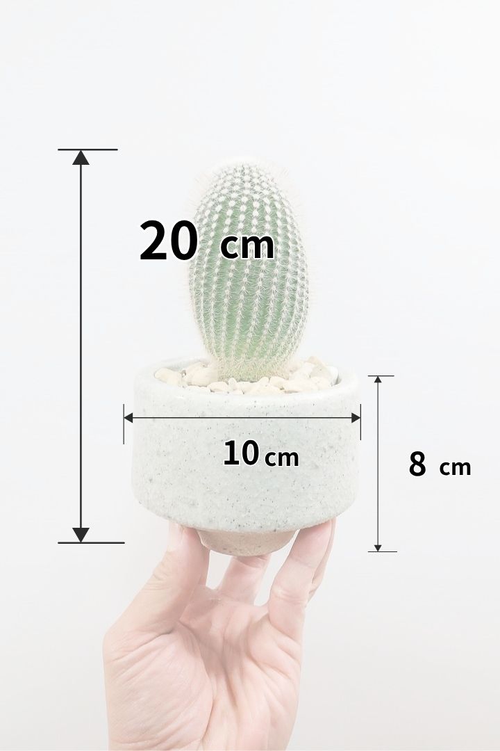 【ノトカクタス 小町】明るい色合い！かわいすぎるフォルム！インテリアにぴったりですよ