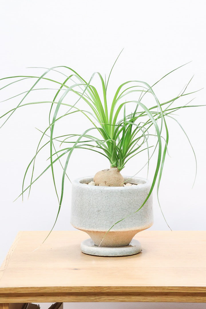 【ノリナ】おチビサイズ！ちょっと横向き！だけど幹はまん丸でかわいい！葉の展開も多いのでおススメですよ！