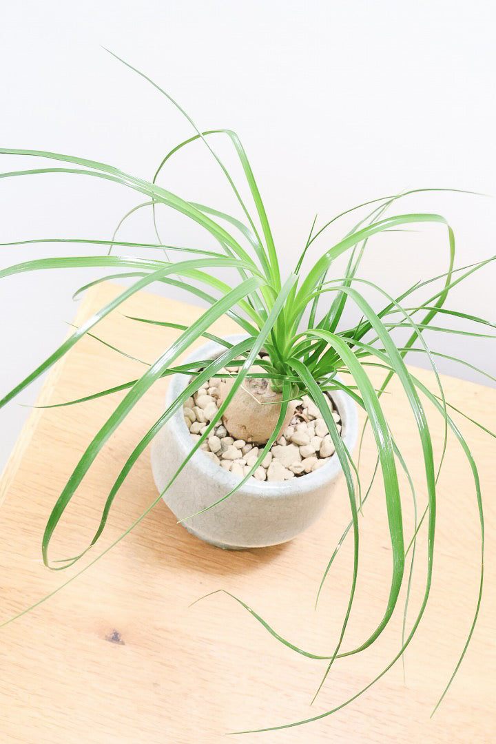 【ノリナ】おチビサイズ！ちょっと横向き！だけど幹はまん丸でかわいい！葉の展開も多いのでおススメですよ！