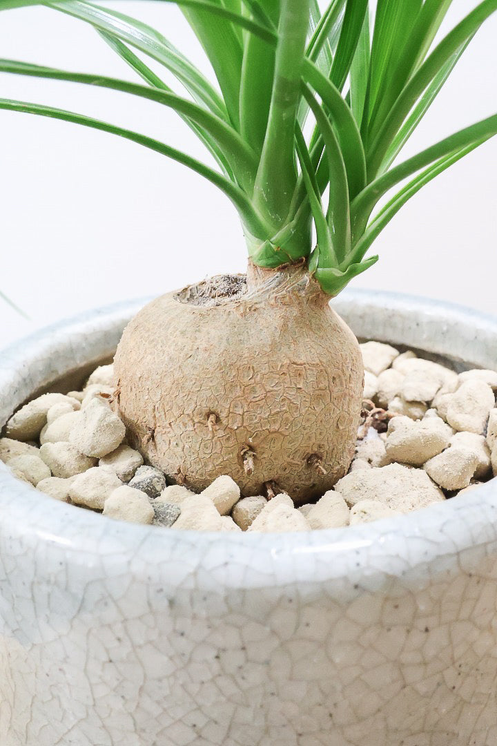 【ノリナ】おチビサイズ！ちょっと横向き！だけど幹はまん丸でかわいい！葉の展開も多いのでおススメですよ！