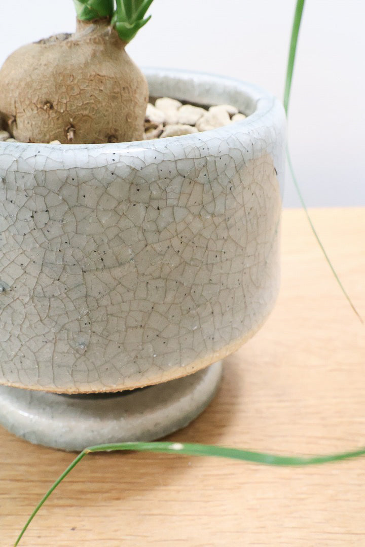 【ノリナ】おチビサイズ！ちょっと横向き！だけど幹はまん丸でかわいい！葉の展開も多いのでおススメですよ！