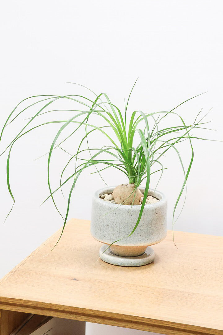 【ノリナ】おチビサイズ！ちょっと横向き！だけど幹はまん丸でかわいい！葉の展開も多いのでおススメですよ！