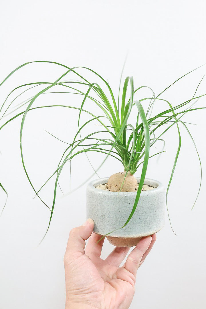 【ノリナ】おチビサイズ！ちょっと横向き！だけど幹はまん丸でかわいい！葉の展開も多いのでおススメですよ！