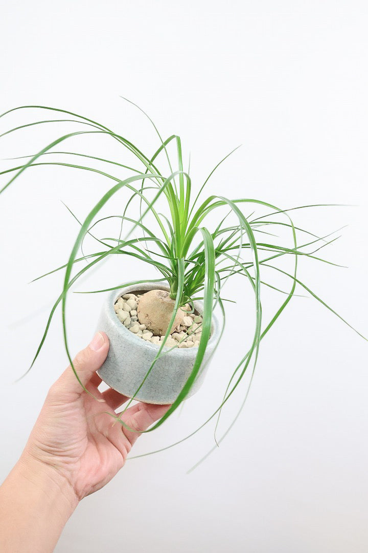 【ノリナ】おチビサイズ！ちょっと横向き！だけど幹はまん丸でかわいい！葉の展開も多いのでおススメですよ！