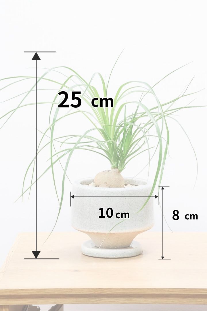 【ノリナ】おチビサイズ！ちょっと横向き！だけど幹はまん丸でかわいい！葉の展開も多いのでおススメですよ！