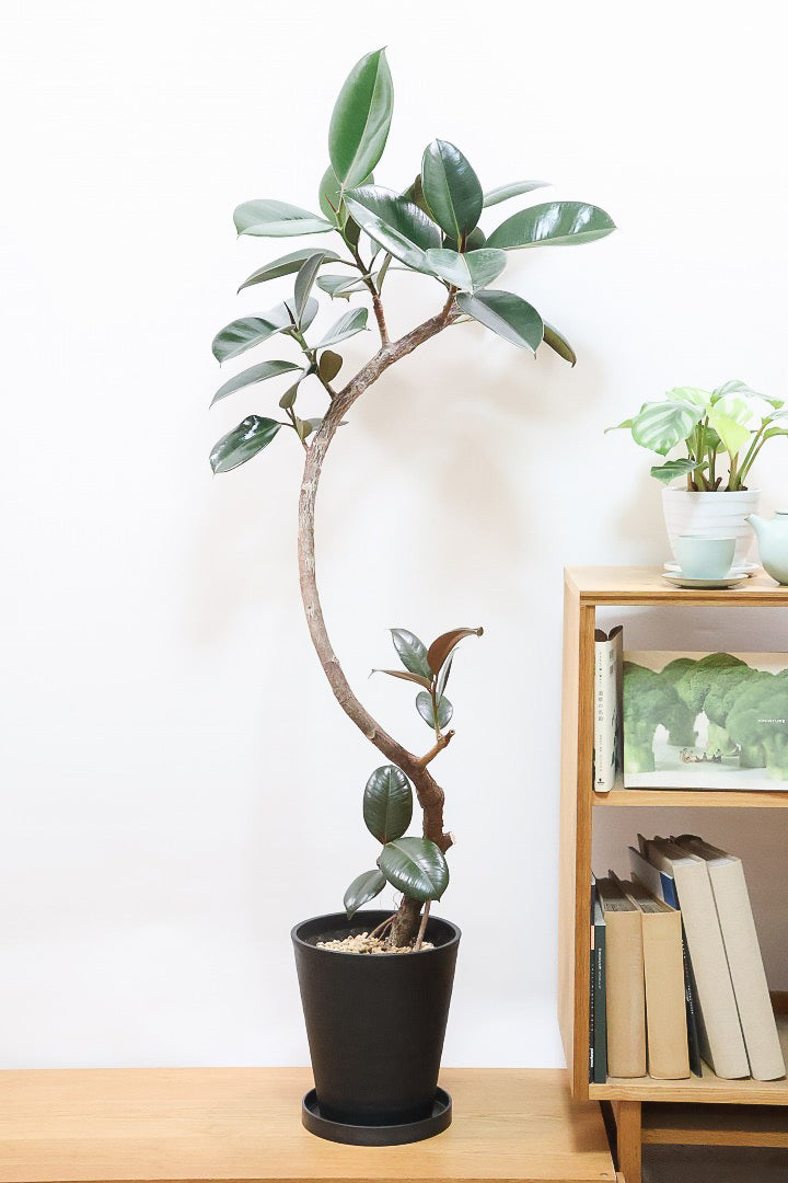 【フィカス・バーガンディ】ご要望の多かったプラ鉢バージョンです！スタイリッシュな樹形ですのでお部屋のインテリアグリーンのメインにどうぞ！