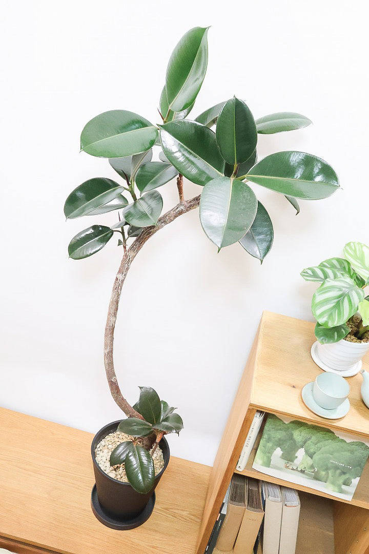 【フィカス・バーガンディ】ご要望の多かったプラ鉢バージョンです！スタイリッシュな樹形ですのでお部屋のインテリアグリーンのメインにどうぞ！