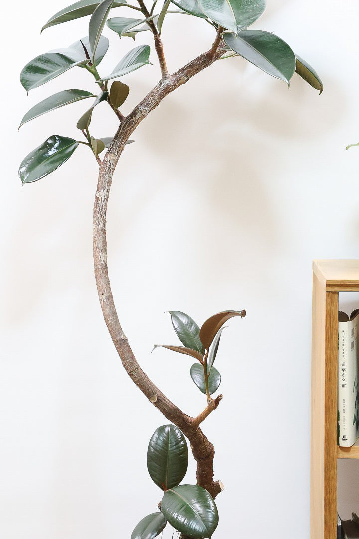 【フィカス・バーガンディ】ご要望の多かったプラ鉢バージョンです！スタイリッシュな樹形ですのでお部屋のインテリアグリーンのメインにどうぞ！