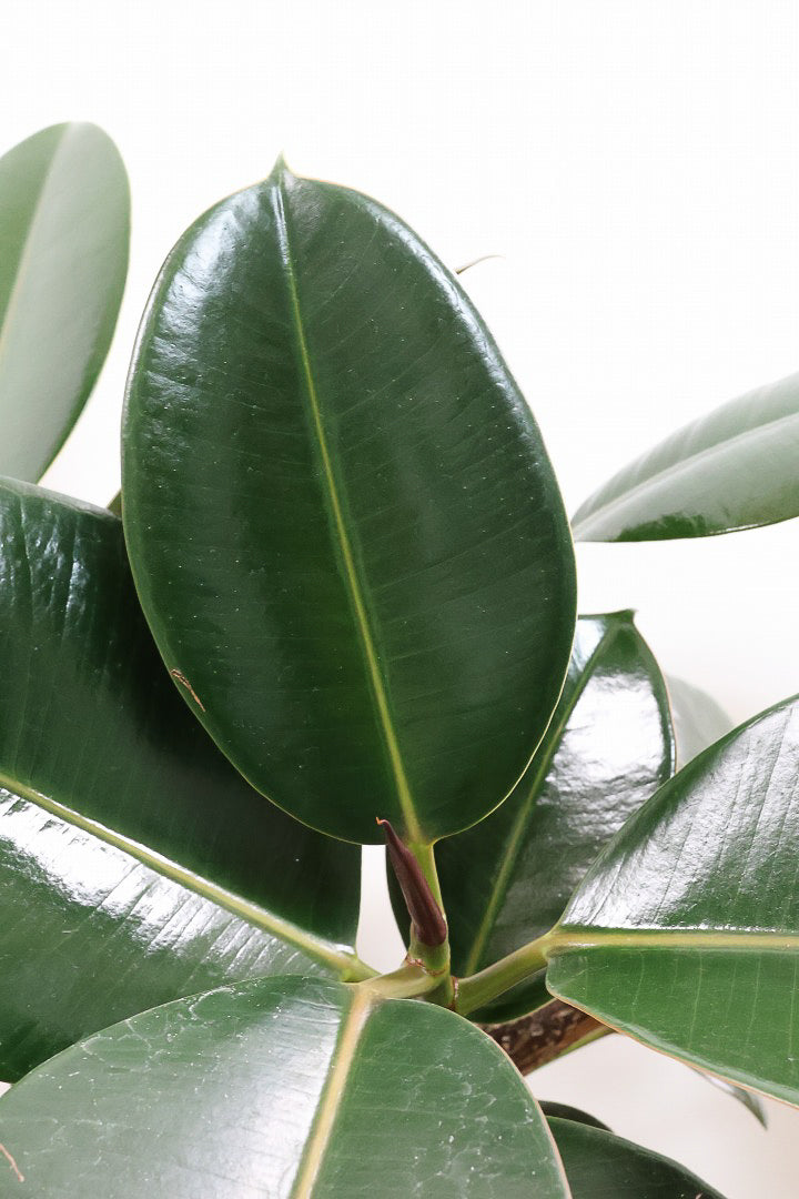 【フィカス・バーガンディ】ご要望の多かったプラ鉢バージョンです！スタイリッシュな樹形ですのでお部屋のインテリアグリーンのメインにどうぞ！