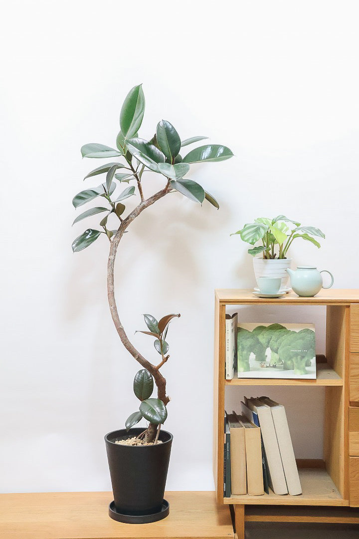【フィカス・バーガンディ】ご要望の多かったプラ鉢バージョンです！スタイリッシュな樹形ですのでお部屋のインテリアグリーンのメインにどうぞ！