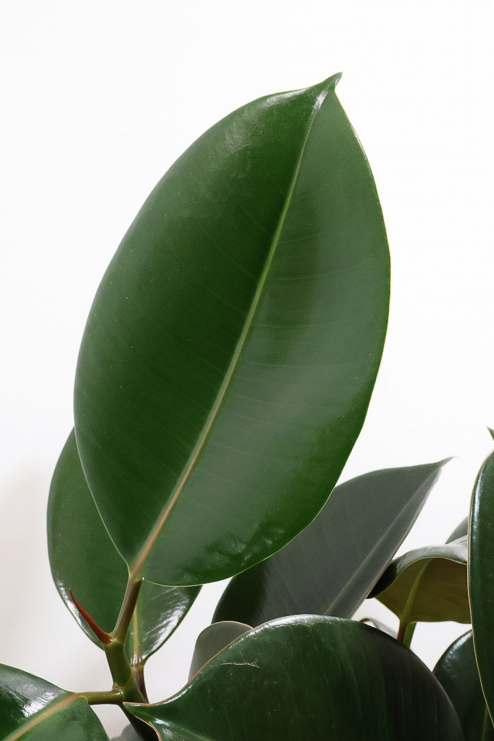 【フィカス・バーガンディ】ご要望の多かったプラ鉢バージョンです！スタイリッシュな樹形ですのでお部屋のインテリアグリーンのメインにどうぞ！