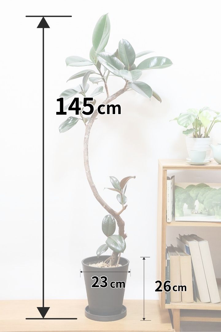 【フィカス・バーガンディ】ご要望の多かったプラ鉢バージョンです！スタイリッシュな樹形ですのでお部屋のインテリアグリーンのメインにどうぞ！