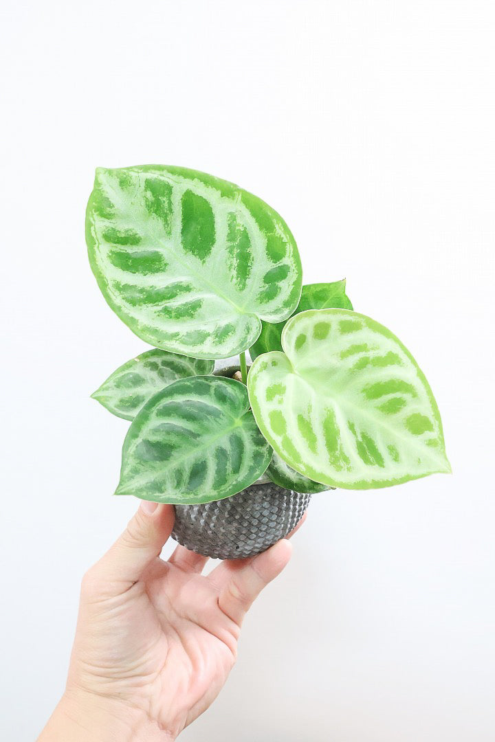 【アンスリウム ドラヤキ】最高の仕上がりのミニサイズ！葉の状態は素晴らしく良いので自信をもってお勧め！