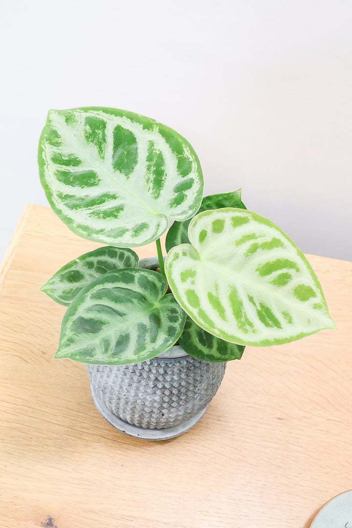 【アンスリウム ドラヤキ】最高の仕上がりのミニサイズ！葉の状態は素晴らしく良いので自信をもってお勧め！