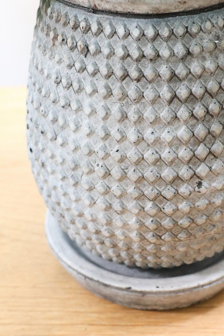 【アンスリウム ドラヤキ】最高の仕上がりのミニサイズ！葉の状態は素晴らしく良いので自信をもってお勧め！